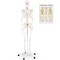 White PVC Human Skeleton Model with Movable Joints and Rolling Metal Stand